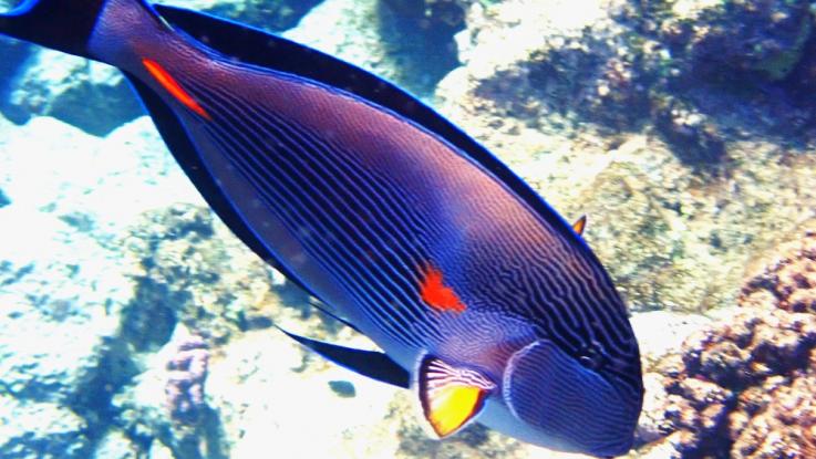 Školní expedice " Za živočichy  Egypta"