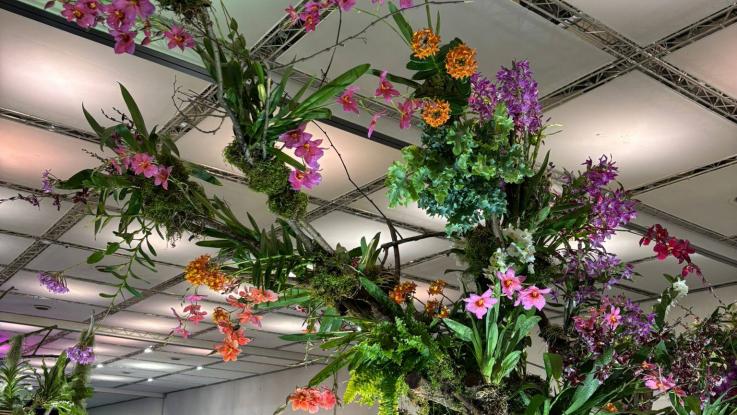 Za orchidejemi do Drážďan