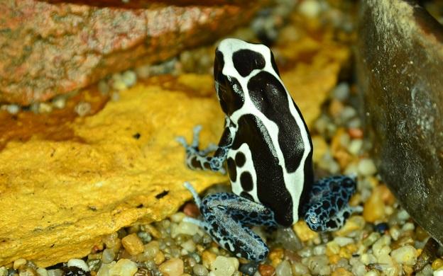 Dendrobates tinctorius Graubeiner